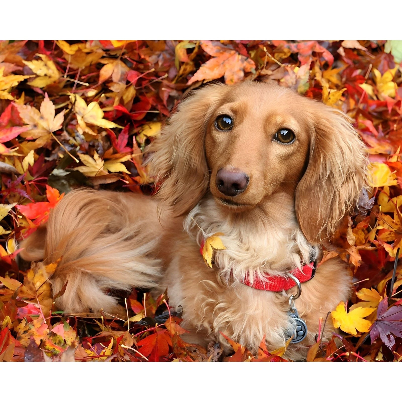 Dog in Autumn | Diamond Painting Design - Full Drill Diamond Art with 5d Square or Round Diamonds - AB Drills Available