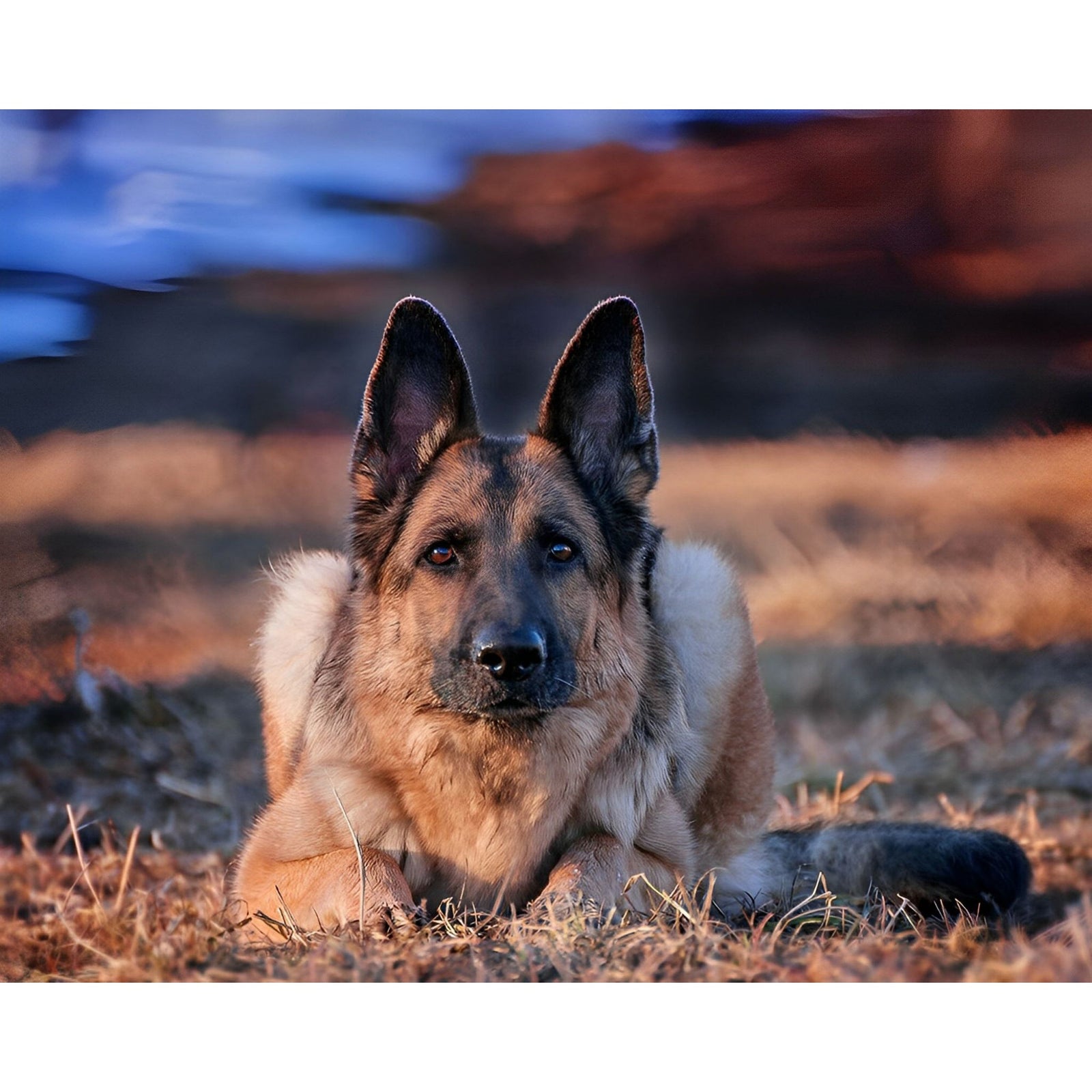 German Shepherd | Diamond Painting Design - Full Drill Diamond Art with 5d Square or Round Diamonds - AB Drills Available