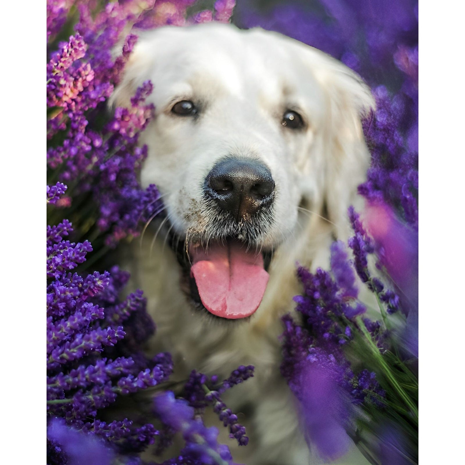 Labrador Puppy Flower | Diamond Painting Design - Full Drill Diamond Art with 5d Square or Round Diamonds - AB Drills Available