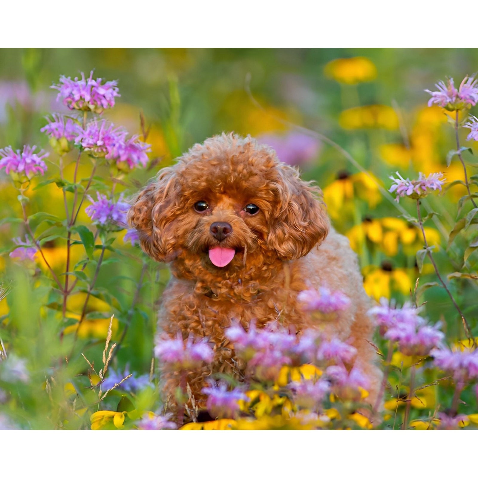 Poodle Puppy | Diamond Painting Design - Full Drill Diamond Art with 5d Square or Round Diamonds - AB Drills Available