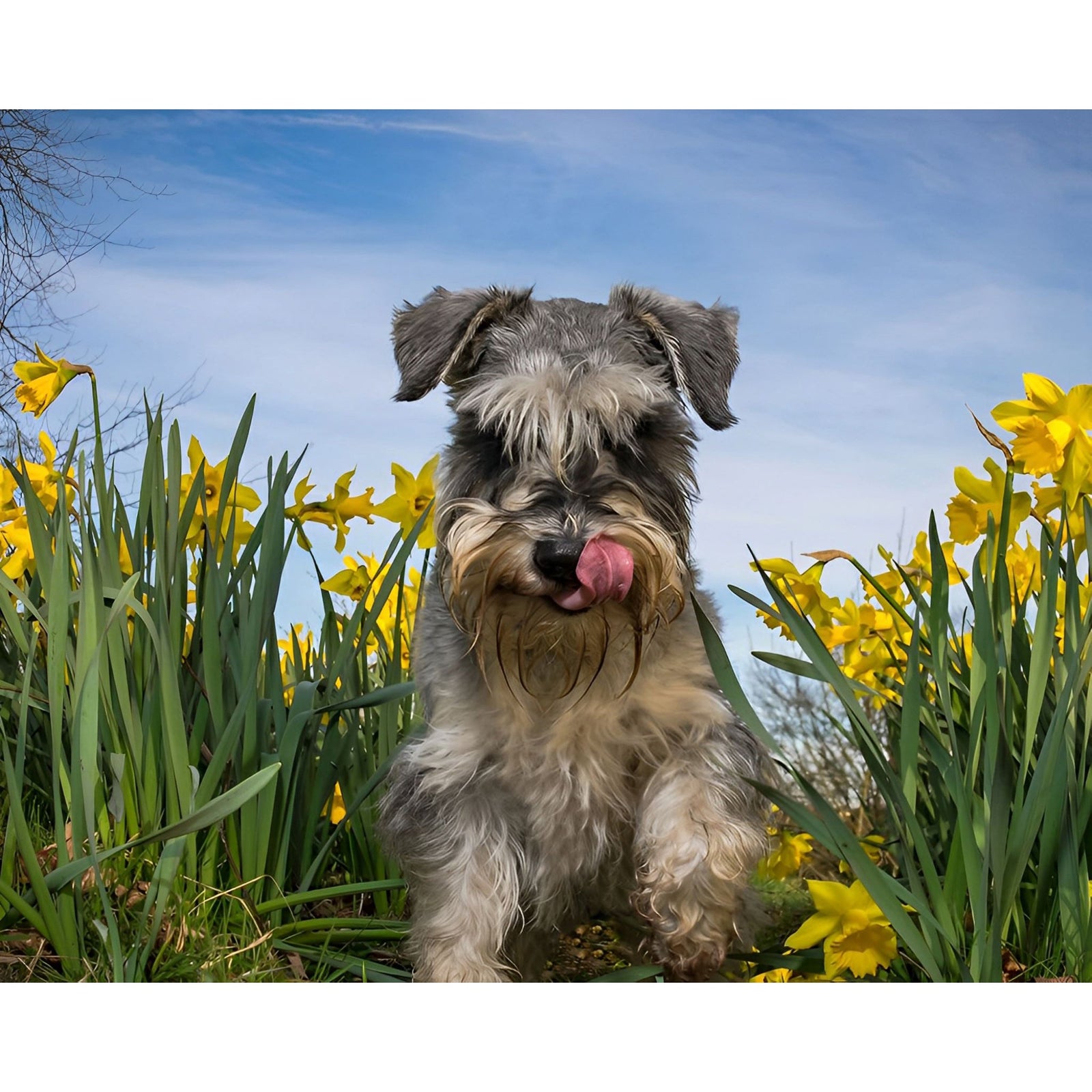 Schnauzer Flower | Diamond Painting Design - Full Drill Diamond Art with 5d Square or Round Diamonds - AB Drills Available