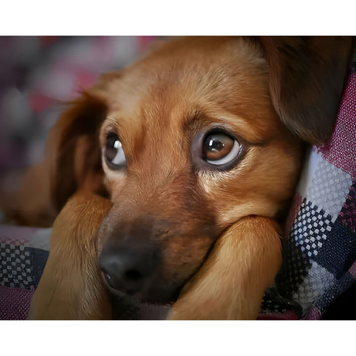 Puppy Dog Eyes | Diamond Painting