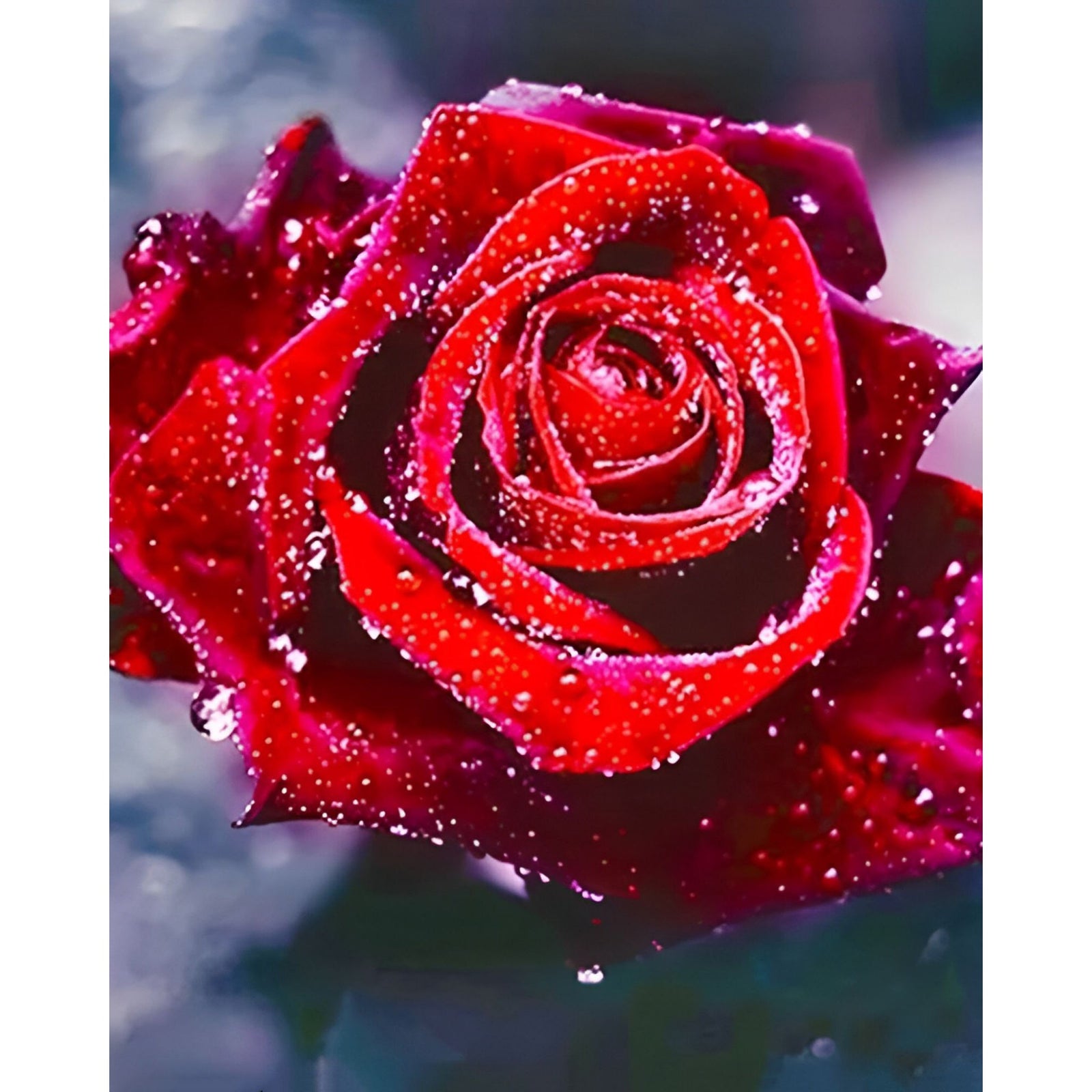 Red Rose with Dew | Diamond Painting Design - Full Drill Diamond Art with 5d Square or Round Diamonds - AB Drills Available