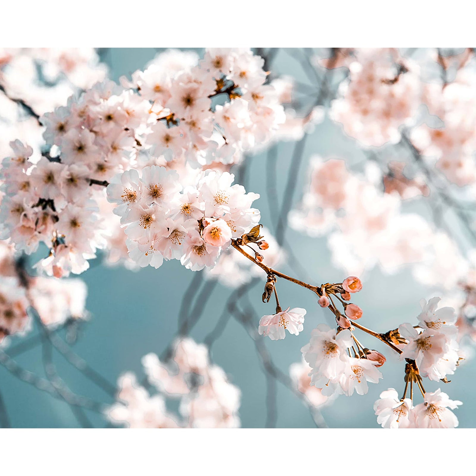 Blooming Peach Blossoms | Diamond Painting Design - Full Drill Diamond Art with 5d Square or Round Diamonds - AB Drills Available