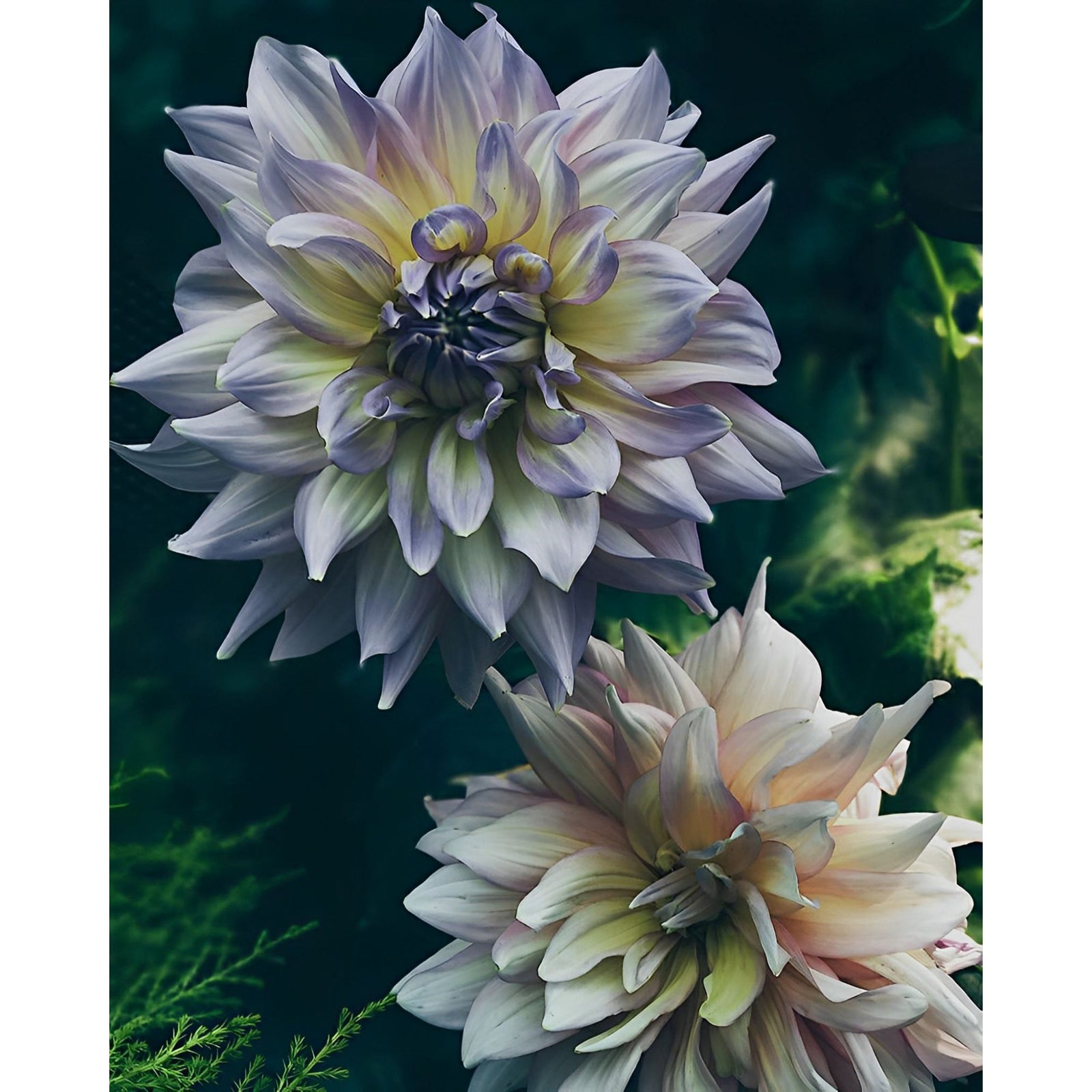 Dahlia Flowers | Diamond Painting Design - Full Drill Diamond Art with 5d Square or Round Diamonds - AB Drills Available