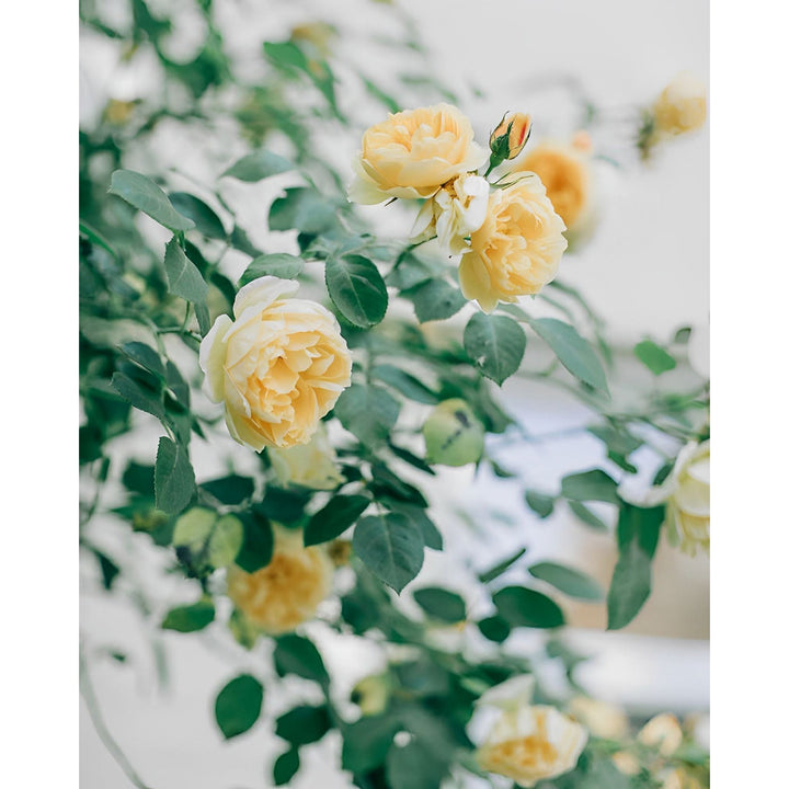 Yellow Roses in Bloom | Diamond Painting