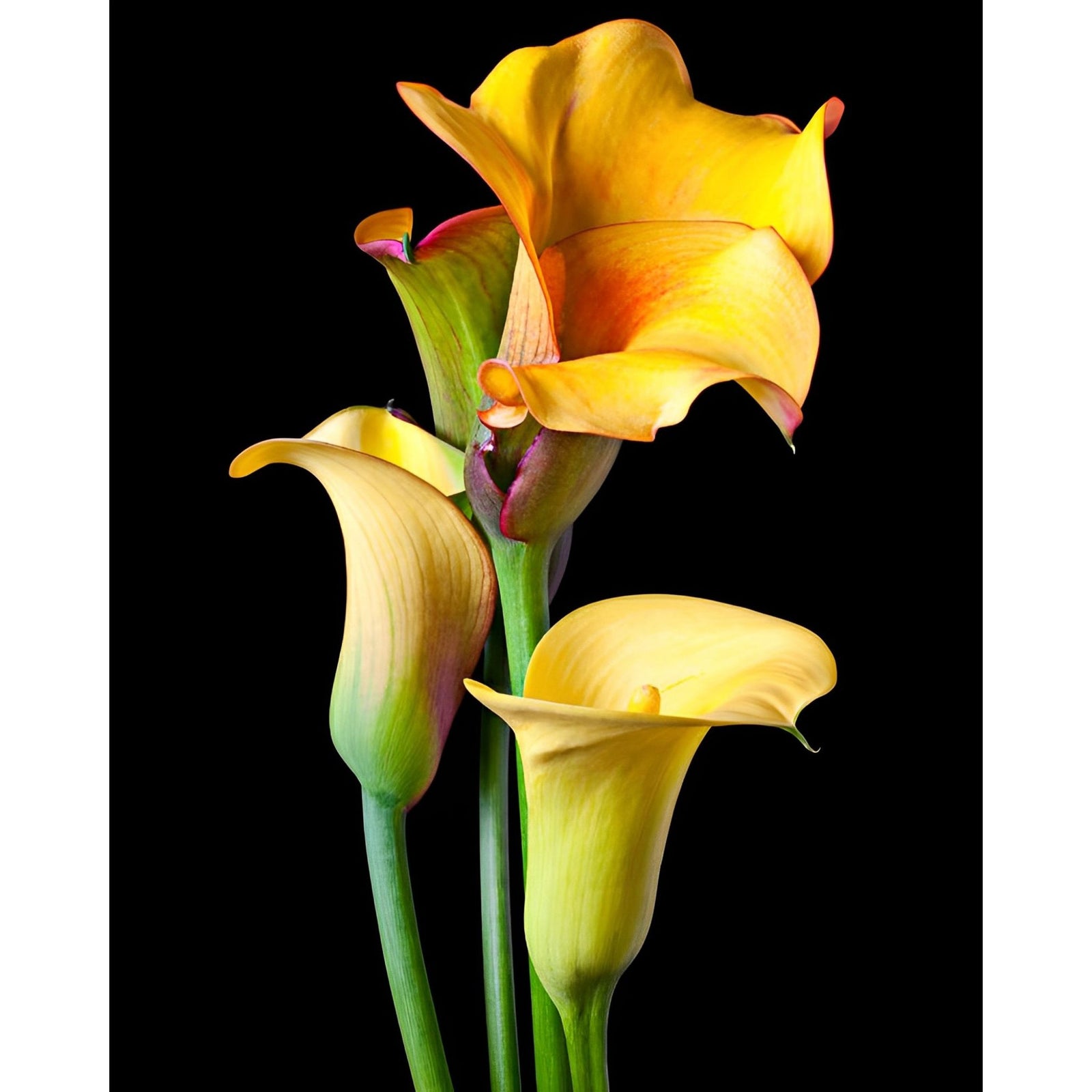 Four Calla Lilies | Diamond Painting Design - Full Drill Diamond Art with 5d Square or Round Diamonds - AB Drills Available