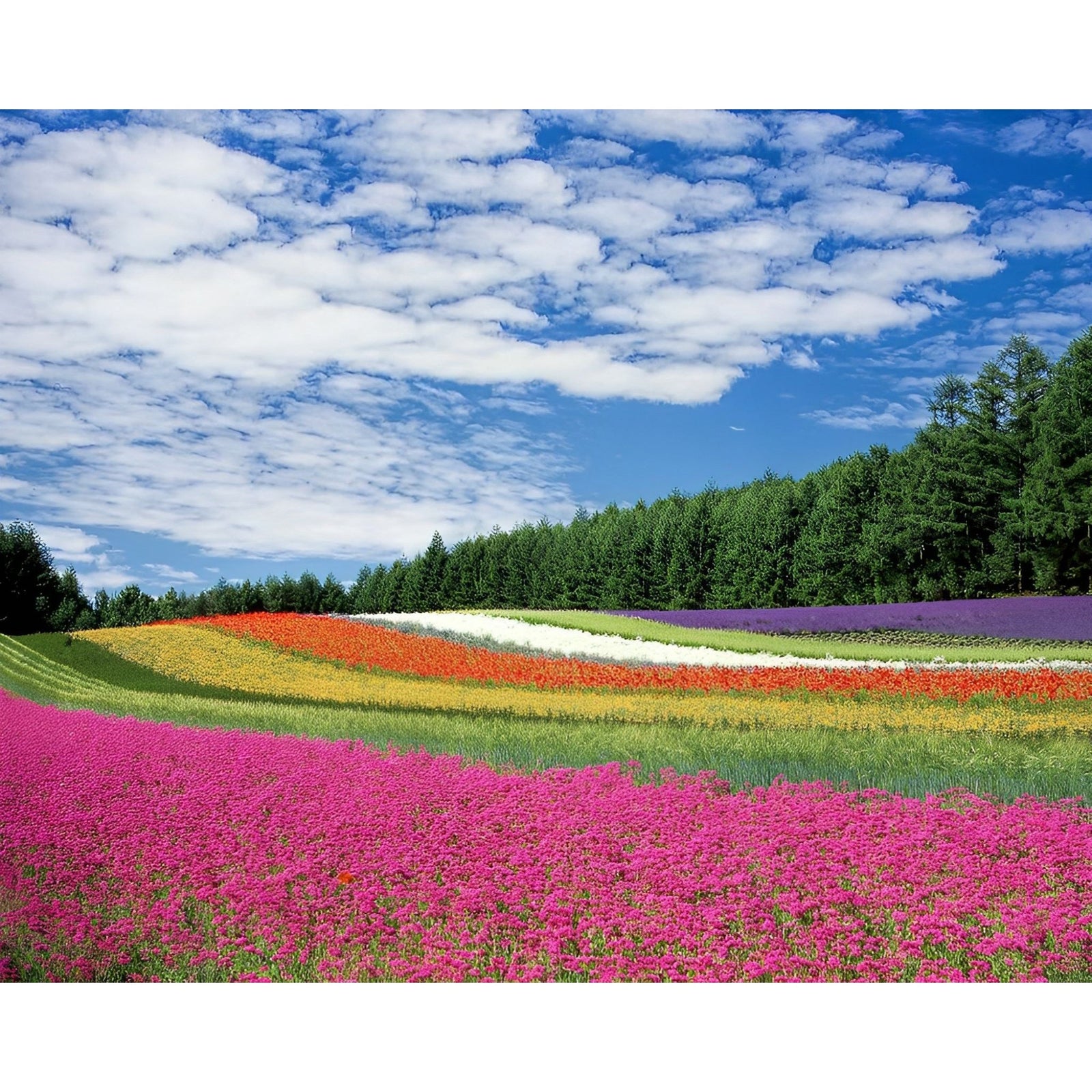 Flower Field | Diamond Painting Design - Full Drill Diamond Art with 5d Square or Round Diamonds - AB Drills Available