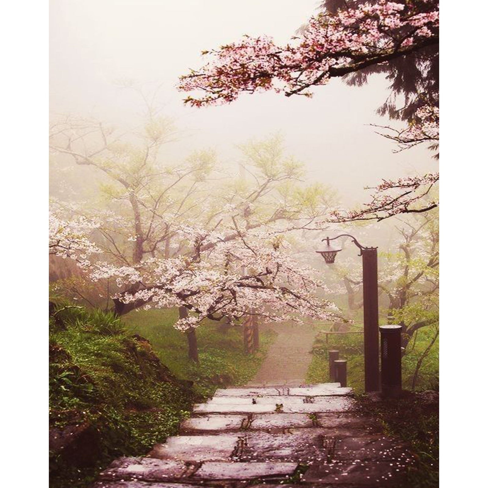 Japanese Cherry Blossom Garden | Diamond Painting Design - Full Drill Diamond Art with 5d Square or Round Diamonds - AB Drills Available