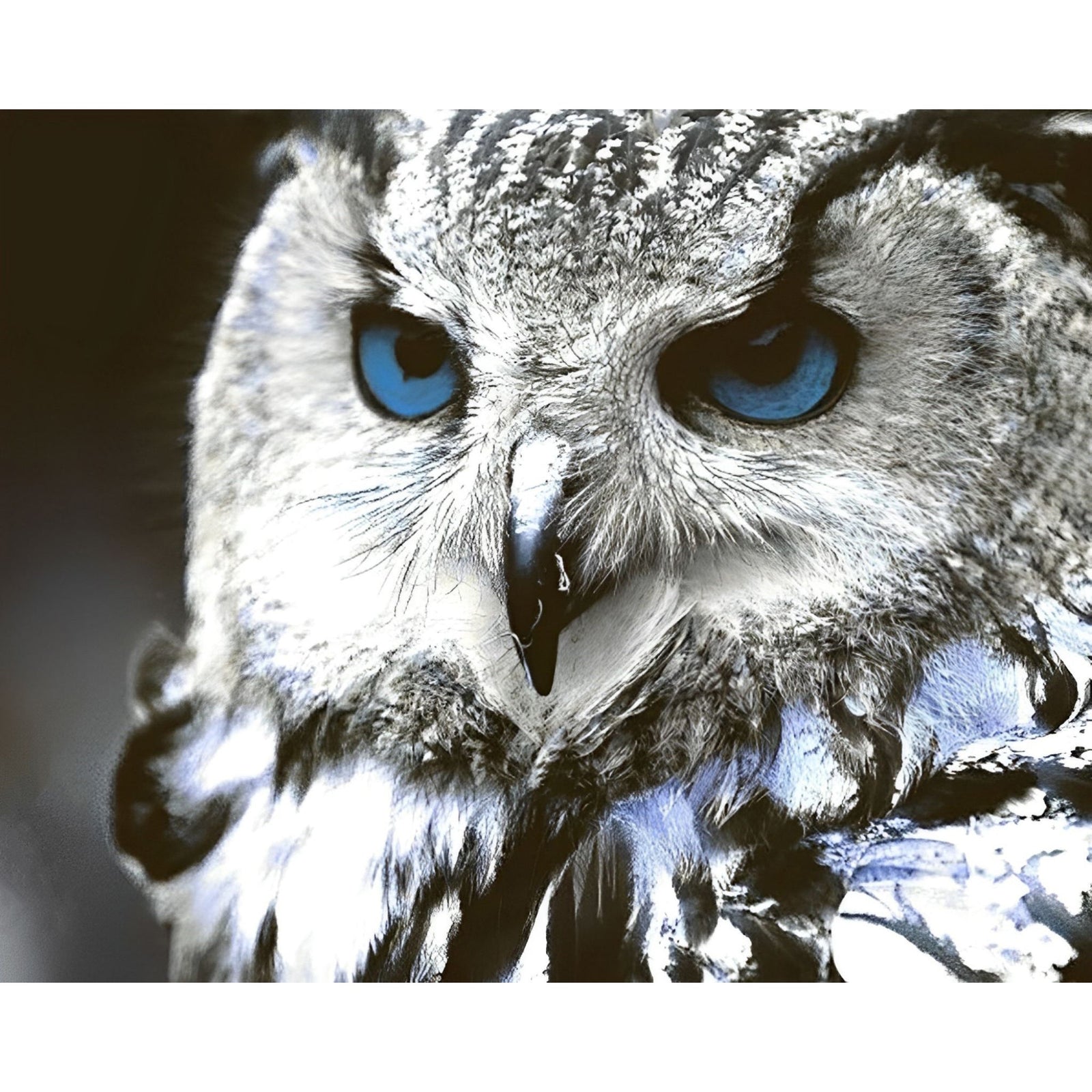 Snow Owl Close-up | Diamond Painting Design - Full Drill Diamond Art with 5d Square or Round Diamonds - AB Drills Available