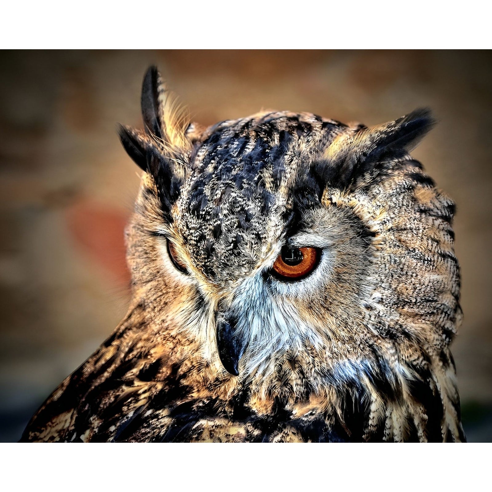 Close-up Owl | Diamond Painting Design - Full Drill Diamond Art with 5d Square or Round Diamonds - AB Drills Available