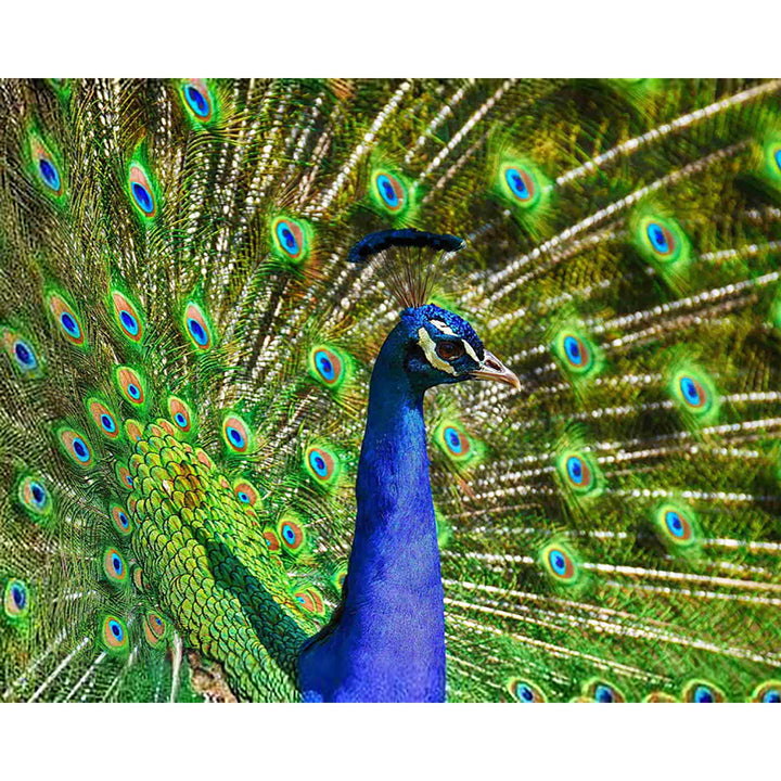 Beautiful Peacock | Diamond Painting