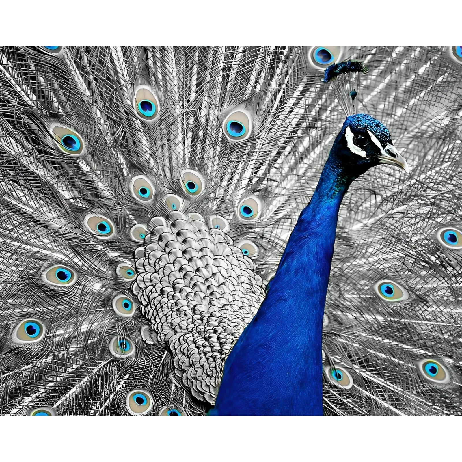 Monochromatic Peacock | Diamond Painting Design - Full Drill Diamond Art with 5d Square or Round Diamonds - AB Drills Available