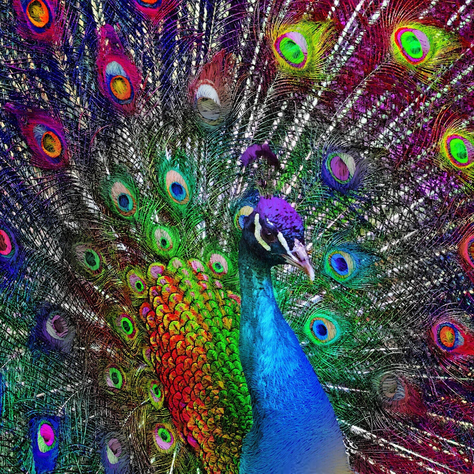 Peacock Showcasing | Diamond Painting Design - Full Drill Diamond Art with 5d Square or Round Diamonds - AB Drills Available