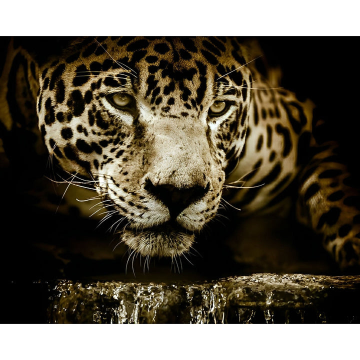 Menacing Jaguar | Diamond Painting
