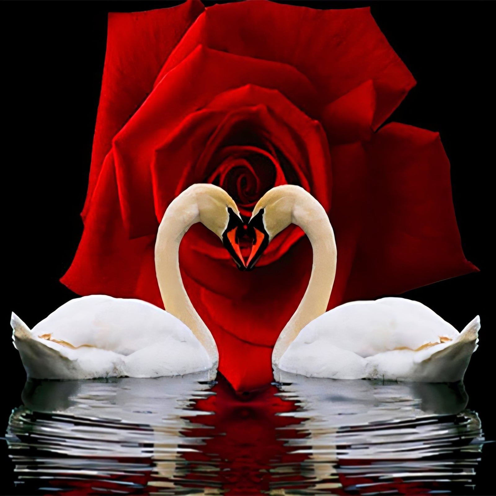 Swans Enchanted Love | Diamond Painting Design - Full Drill Diamond Art with 5d Square or Round Diamonds - AB Drills Available