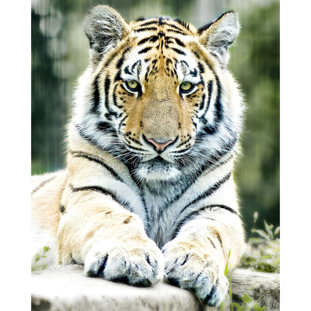 Tiger | Diamond Painting