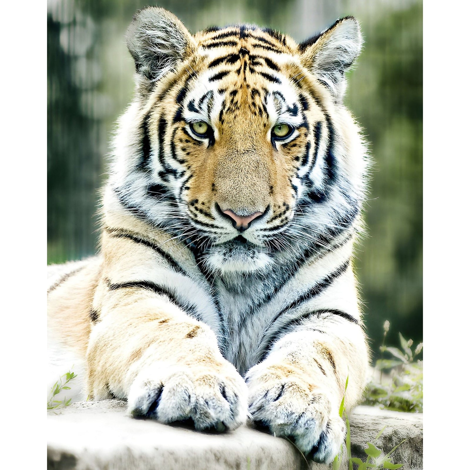 Tiger's Gaze | Diamond Painting Design - Full Drill Diamond Art with 5d Square or Round Diamonds - AB Drills Available