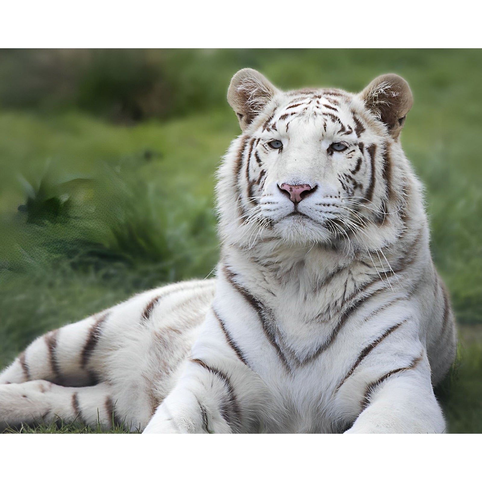 White Tiger Resting | Diamond Painting Design - Full Drill Diamond Art with 5d Square or Round Diamonds - AB Drills Available