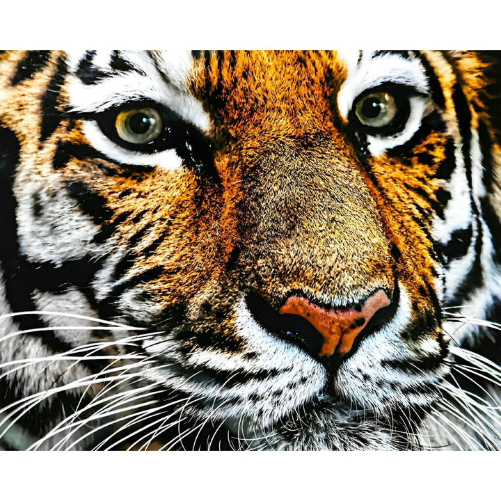 Big Cat | Diamond Painting