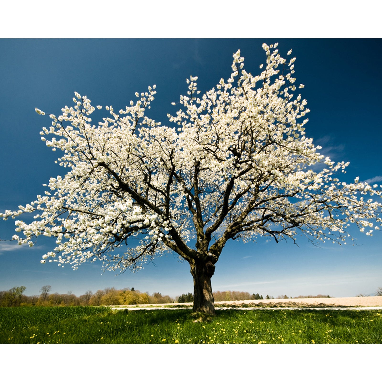 White Tree | Diamond Painting Design - Full Drill Diamond Art with 5d Square or Round Diamonds - AB Drills Available