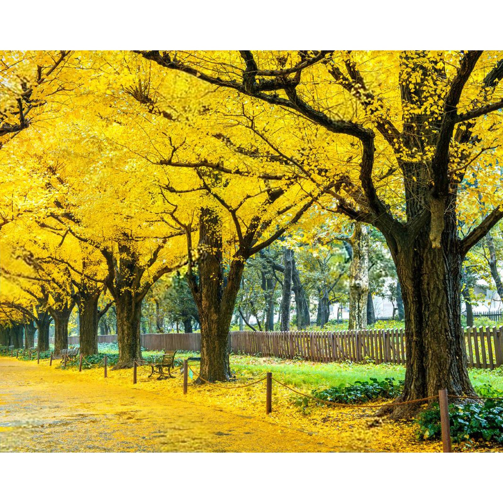 Yellow Ginkgo Trees | Diamond Painting Design - Full Drill Diamond Art with 5d Square or Round Diamonds - AB Drills Available