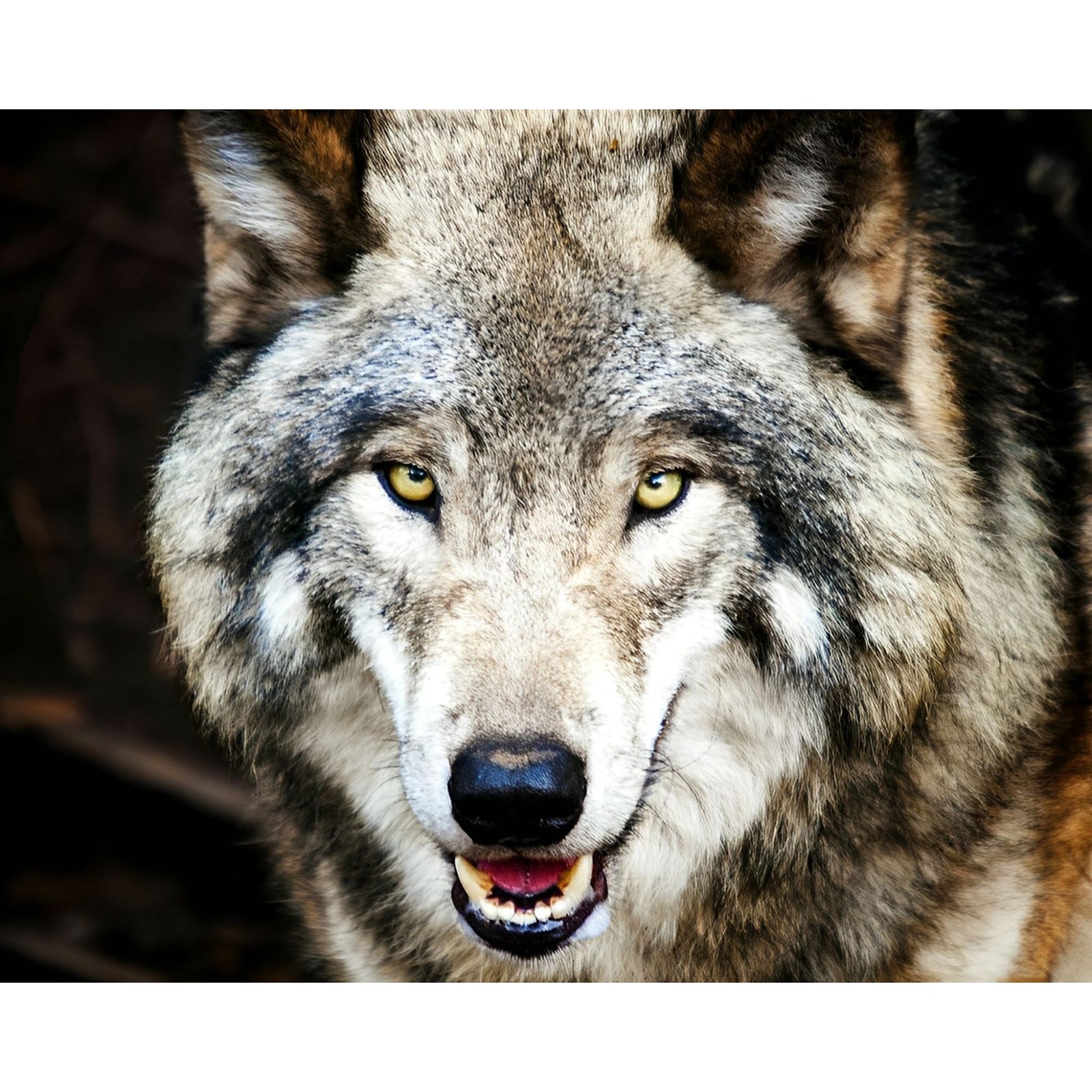 Grey Wolf | Diamond Painting Design - Full Drill Diamond Art with 5d Square or Round Diamonds - AB Drills Available