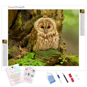 Forest Ground Owl | Diamond Painting