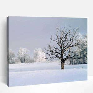 Winter contrasts | Paint By Numbers